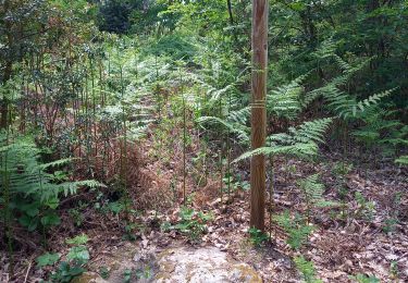 Trail Walking Collonge-en-Charollais - Collonge en Charollais Le Mont St Vincent page 157 - Photo