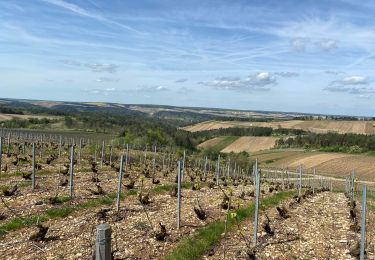 Tour Wandern Les Riceys - Les cadoles - Photo