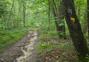 Randonnée Marche Les Granges-le-Roi - Forêt domaniale de Dourdan - Photo