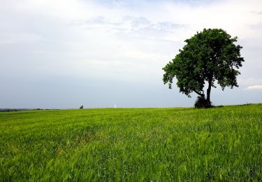 Randonnée A pied Inconnu - Czerwony dookoła Jaworzna - Photo