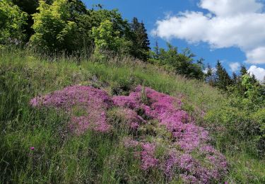 Trail Walking Lans-en-Vercors - la molière 2020 - Photo