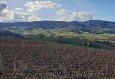 Percorso Marcia Fleurie - Fleurie - Photo