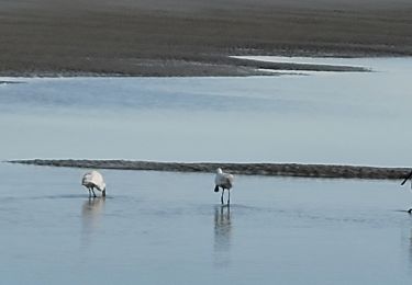 Excursión Marcha nórdica Le Touquet-Paris-Plage - Marche nordique : Boucle 12 km Le Touquet - Merlimont - Photo