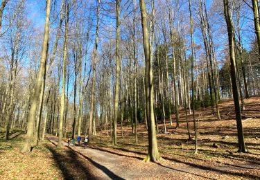 Trail Walking Halle - Dans le Bois de Halles - Photo