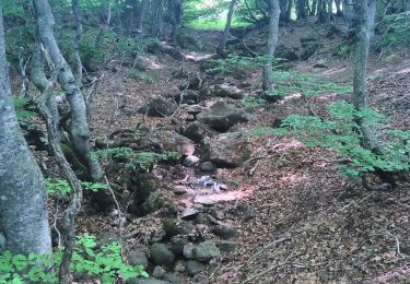 Randonnée Marche Sainte-Eulalie - Sainte Eulalie les sources le Gerbier - Photo