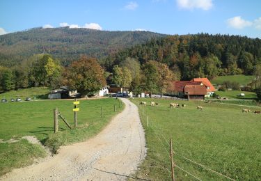 Tocht Te voet Gratkorn - Wanderweg 8 - Photo