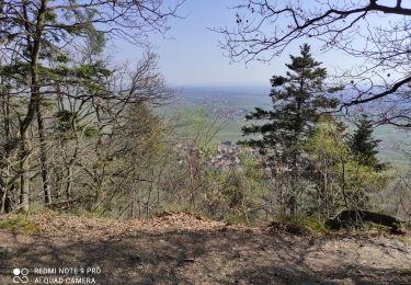 Trail Walking Westhalten - Westhalden Schaùenberg - Photo