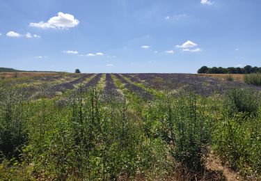 Trail Walking Itteville - Les vieilles ailes - Photo