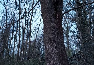 Tocht Stappen Livron - chats le soir  - Photo