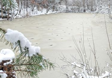 Tocht Te voet Behringersdorfer Forst - Große Runde - Photo