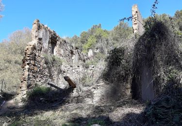 Trail On foot Barcelona - Del solell a l'obaga. Collserola - Photo