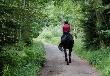 Tocht Paardrijden Gesves - FAULX-LES TOMBES - CIRCUIT H - CAVALIER - BALISÉ - Photo