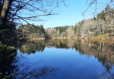 Trail Nordic walking Faucogney-et-la-Mer - Faucogney 20250406 - Photo