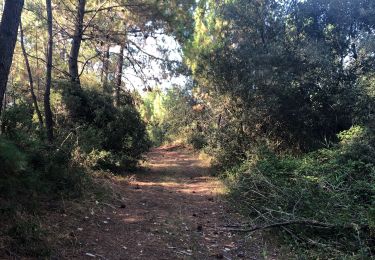 Randonnée Marche Saint-Trojan-les-Bains - St trojan les bains la grande plage par la forêt  - Photo