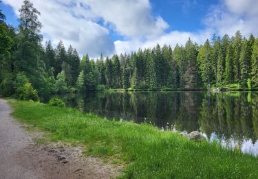 Trail Walking Hinterzarten - Hinterzarten - Mathisleweiher - Photo