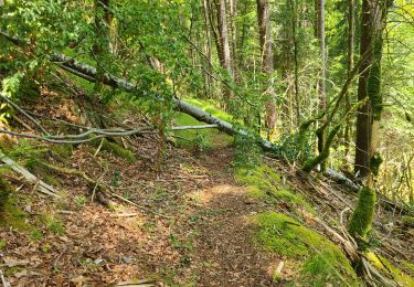 Trail Walking Vulvoz - fin vulvoz cascade embranch.choux - Photo
