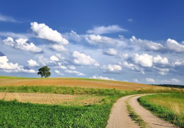 Tocht Te voet Rosochaty Róg - Ścieżka edukacyjna Płazy - Photo