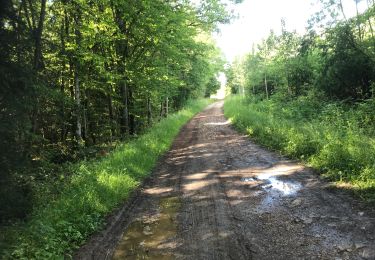 Randonnée Marche Madonne-et-Lamerey - Bois de Dompaire  - Photo