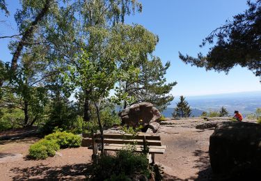 Tocht Stappen La Vancelle - Les Hauts de La Vancelle - Photo