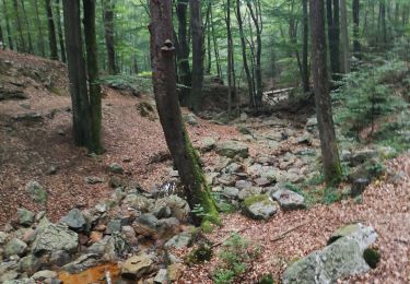 Trail Walking Spa - Berinzen - Photo