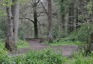 Tocht Te voet East Devon - Ashclyst Red Walk - Photo