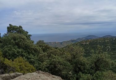 Trail Walking Argelès-sur-Mer - massane - Photo