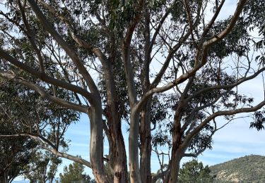 Trail Walking Roquebrune-sur-Argens - La Gaillarde - 28/03/25 - Photo