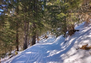Trail Touring skiing Bellevaux - Col des follys - Photo