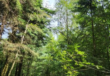 Tour Wandern Gedinne - Croix Scaille 080823 - Photo