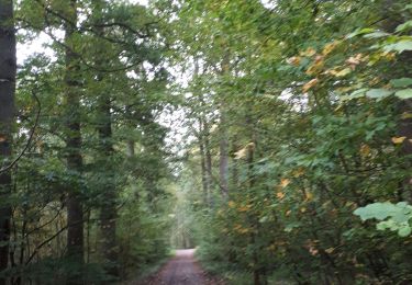 Tour Wandern Bierbeek - 20191012 ras le bol - Photo