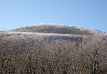 Tour Zu Fuß Poppi - (SI L05) Badia Prataglia - Passo della Calla - Photo