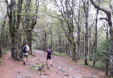 Tour Wandern Le Valtin - Les Rochers des Hirschsteine - Lac Vert - Photo