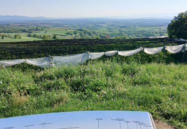 Trail Walking Saint-Laurent-d'Agny - 69-CHAPELLE_VINCENT_20km555m - Photo