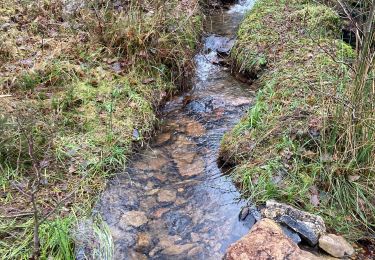 Tour Wandern Lierneux - Les épicea - Photo