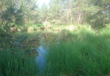 Trail Nordic walking Fontainebleau - 11 juin 2021 barbizon  - Photo