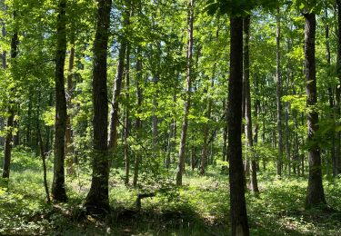 Tour Wandern Vézelin-sur-Loire - Amions : forêt de Bas - Photo