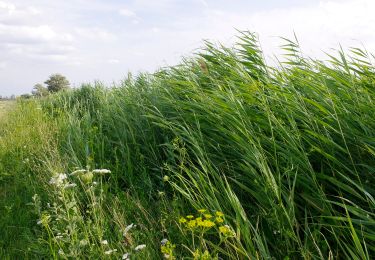 Tocht Te voet Sarród - Sziki őszirózsa tanösvény - Photo