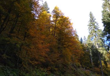 Tocht Stappen La Bresse - lispach Grouvelin AR - Photo