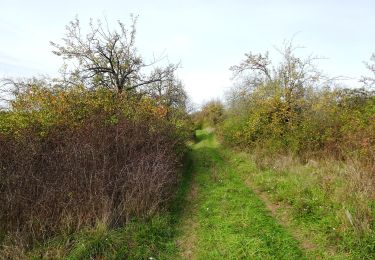 Trail On foot Hluk - Hlubočský okruh - modrá - Photo