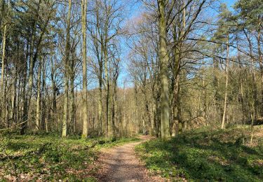 Randonnée Marche Villers-la-Ville - Promenade du Bois de Berines - Photo