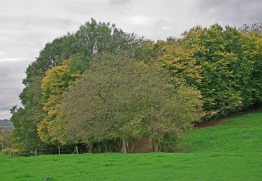 Tour Zu Fuß Hamoir - Promenade de la Croix du Curé de Sy - Photo