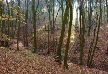 Tocht Te voet Auetal - R1 Rundwanderweg Rodenberg Nr. 1 - Photo