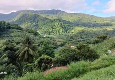 Trail Walking Le Lorrain - Plateau Morne Capot en boucle via Fond Labour - Photo