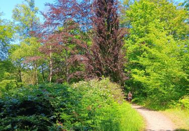 Randonnée Marche Esneux - promenade Deseaux Esneux  - Photo