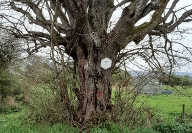 Trail Walking Hamoir - filot ac 4 - Photo