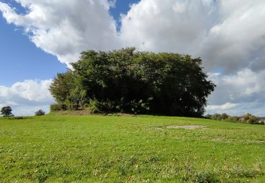 Percorso Marcia Incourt - Promenade du Tumulus (6,1km)  - Photo