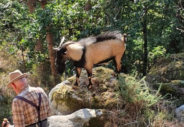 Tour Wandern Saint-Pierre-lès-Nemours - balade avec un bouc - Photo