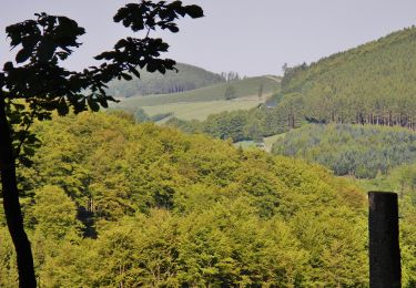 Excursión A pie Winterberg - Neuastenberg Rundweg N2 Hoher Knochen Weg - Photo