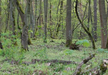 Randonnée A pied Inconnu - Berlin. Wald. Klima. - Photo