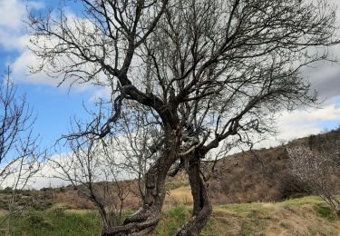 Tocht Stappen Entrevennes - ensales  . ajonc - Photo